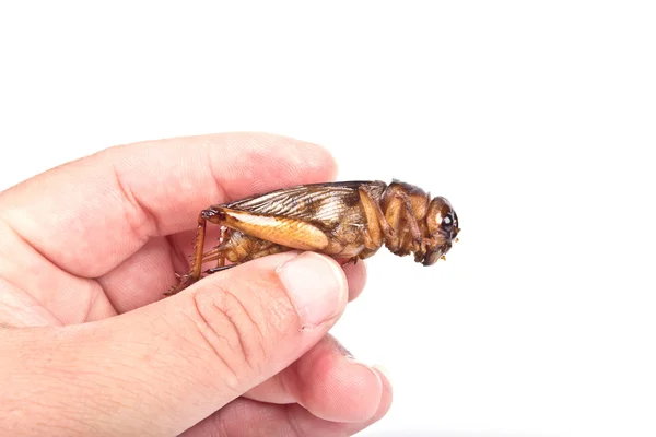 シャキッとした揚げ昆虫 — ストック写真