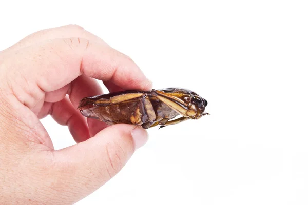 Crispy fried insects — Stock Photo, Image