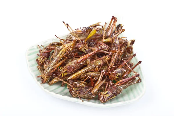 Insectes frits croustillants — Photo