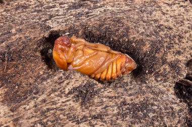 Hindistan cevizi rhinoceros beetle pupa