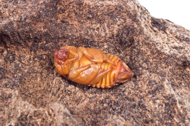 Hindistan cevizi rhinoceros beetle pupa