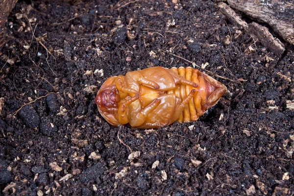 Pupa kokosowe nosorożec beetle — Zdjęcie stockowe