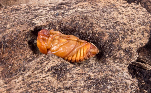 Pupa of coconut rhinoceros beetle — Stock Photo, Image