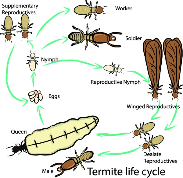 Termite life cycle — Stock Vector