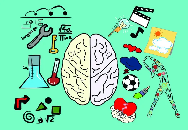 beyin fonksiyonları