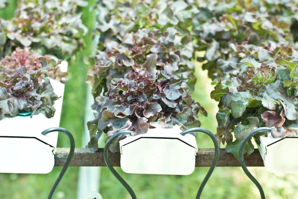 Hydroponics vegetable farming in Thailand