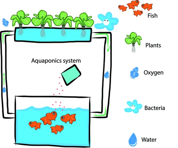 Aquaponics systemu — Wektor stockowy