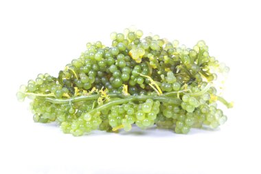 Oval deniz üzüm yosun