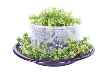 Oval deniz üzüm yosun