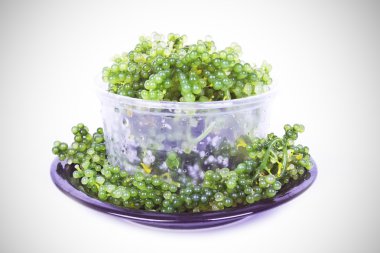 Oval deniz üzüm yosun