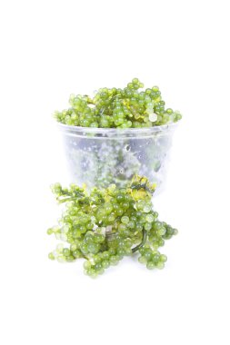 Oval deniz üzüm yosun