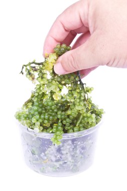 Oval deniz üzüm yosun