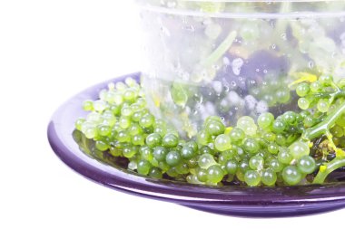 Oval deniz üzüm yosun