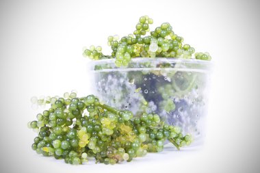 Oval deniz üzüm yosun