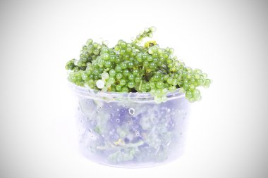 Oval deniz üzüm yosun