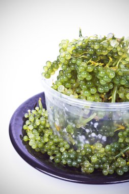 Oval deniz üzüm yosun