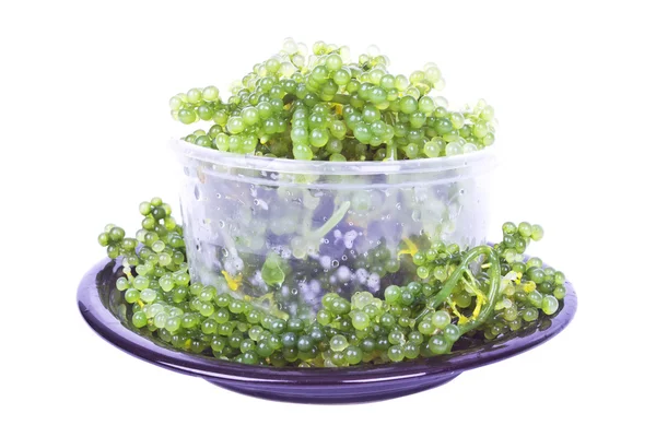 Oval deniz üzüm yosun