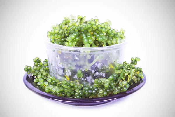 Oval deniz üzüm yosun