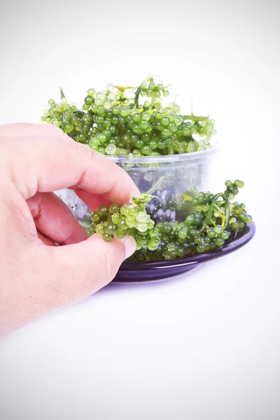 Oval sea grapes seaweed — Stock Photo, Image