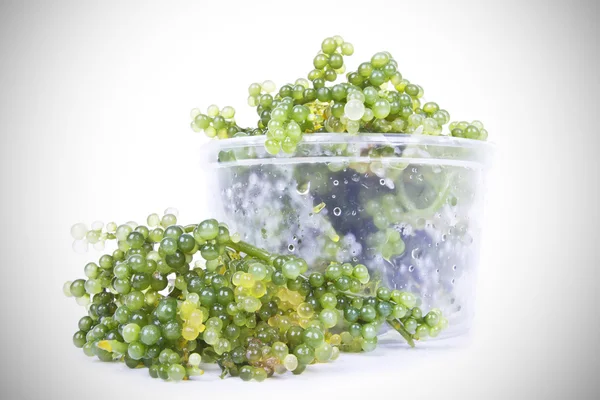 Oval deniz üzüm yosun