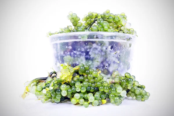 Oval deniz üzüm yosun