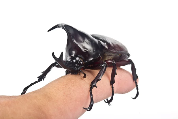 Walki chrząszcz (nosorożec beetle) — Zdjęcie stockowe