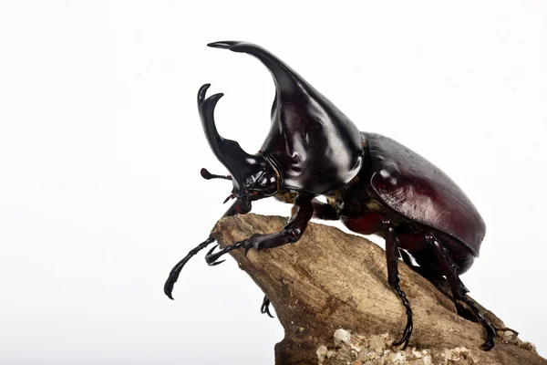 Käfer (Nashornkäfer)) — Stockfoto