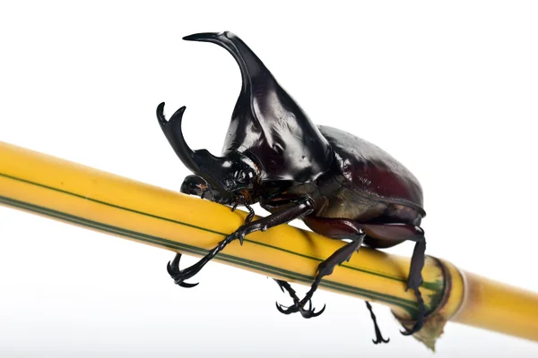 Боротьба з жуком (риноцеровий жук ) — стокове фото
