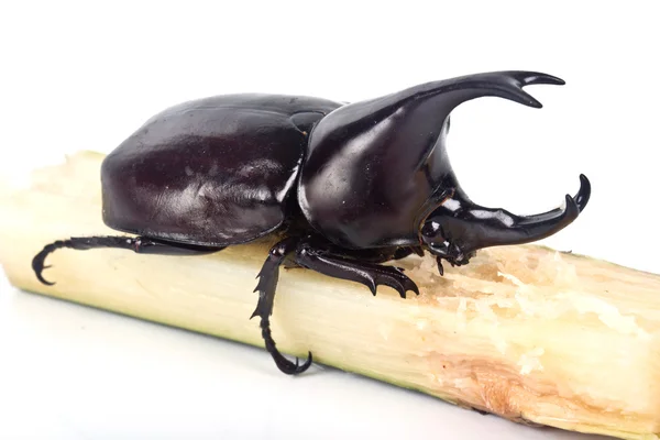 Fighting skalbagge (rhinoceros beetle) — Stockfoto