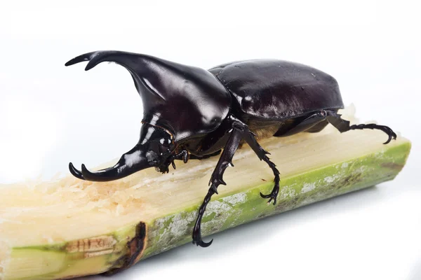 Walki chrząszcz (nosorożec beetle) — Zdjęcie stockowe