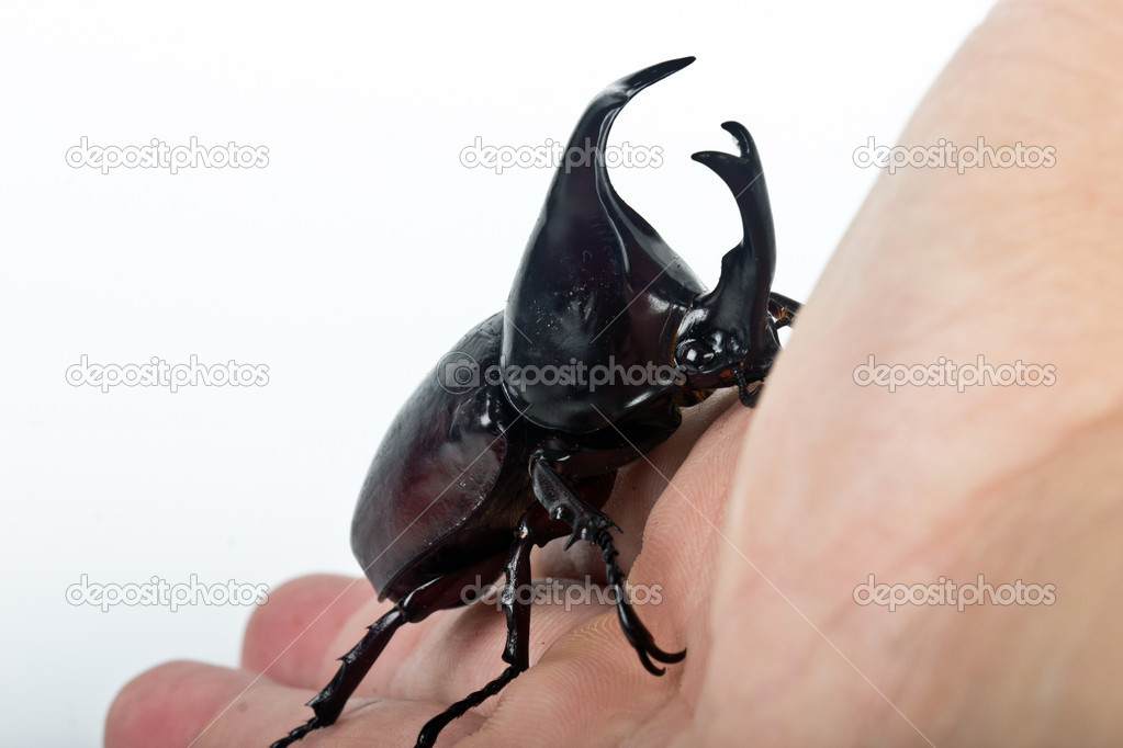 fighting beetle (rhinoceros beetle)