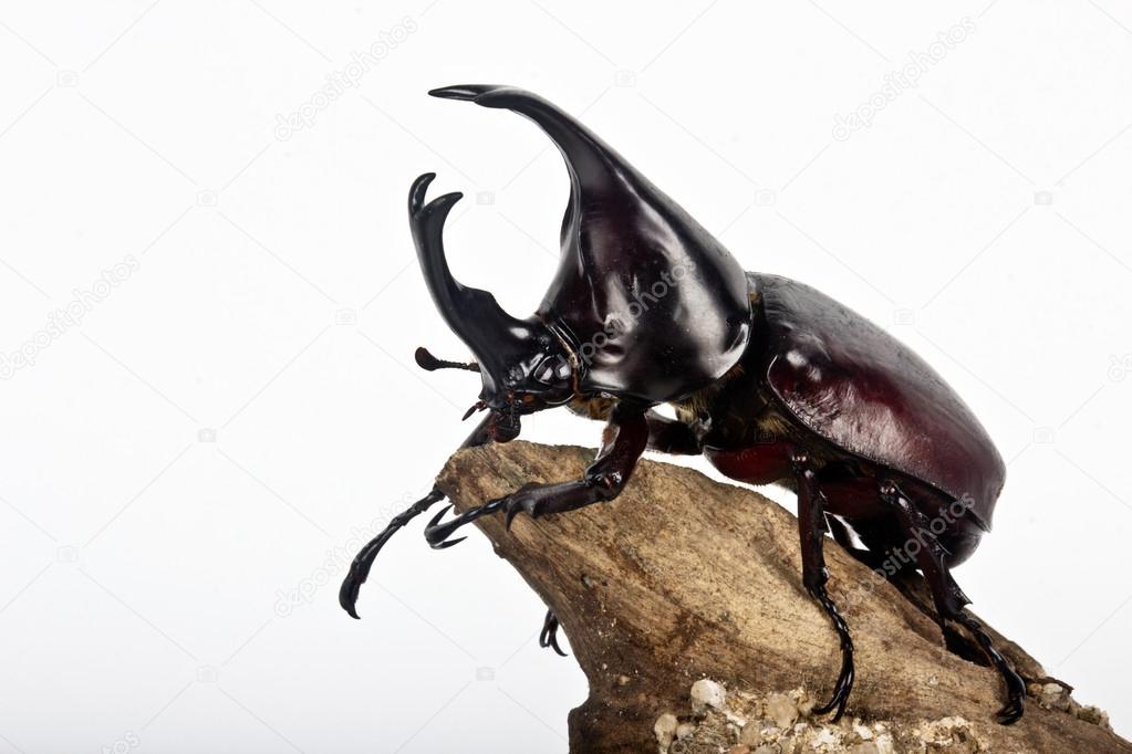 fighting beetle (rhinoceros beetle)