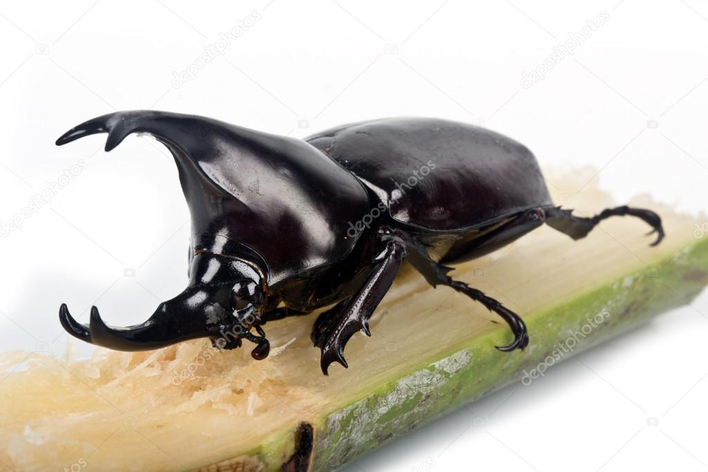 fighting beetle (rhinoceros beetle)