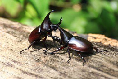 Beetle (rhinoceros beetle mücadele)