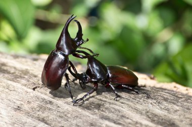 Beetle (rhinoceros beetle mücadele)