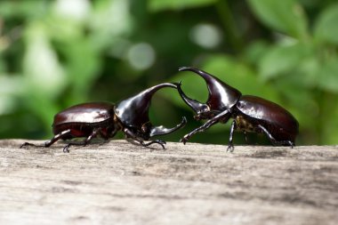 Beetle (rhinoceros beetle mücadele)