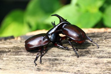 Beetle (rhinoceros beetle mücadele)