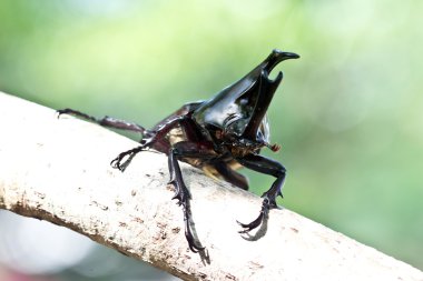 Beetle (rhinoceros beetle mücadele)