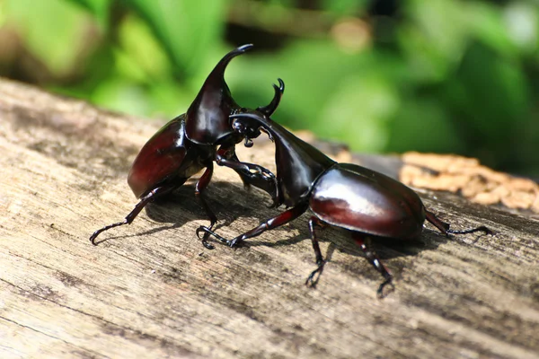 Fighting beetle (rhinoceros beetle) — Stock Photo, Image