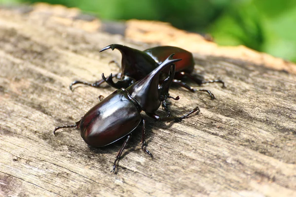 Gevechten kever (rhinoceros beetle) — Stockfoto