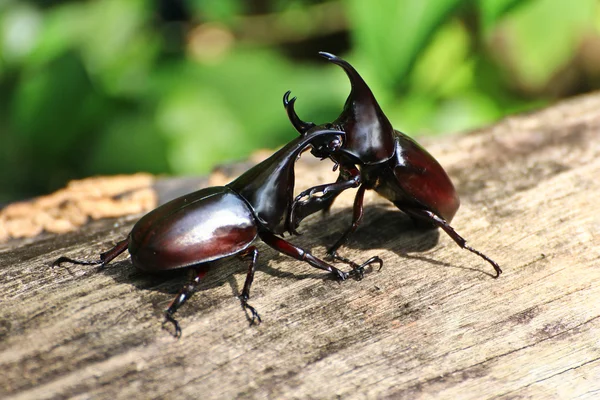 Walki chrząszcz (nosorożec beetle) — Zdjęcie stockowe