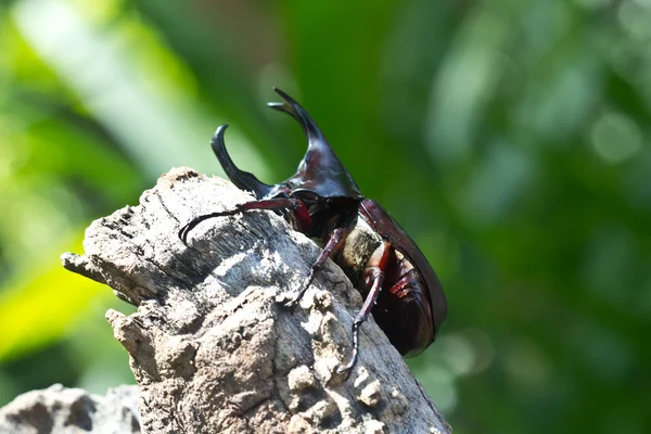 Καταπολέμηση beetle (σκαθάρι ρινόκερος) — Φωτογραφία Αρχείου