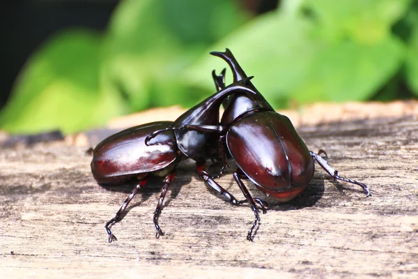 Fighting skalbagge (rhinoceros beetle) — Stockfoto