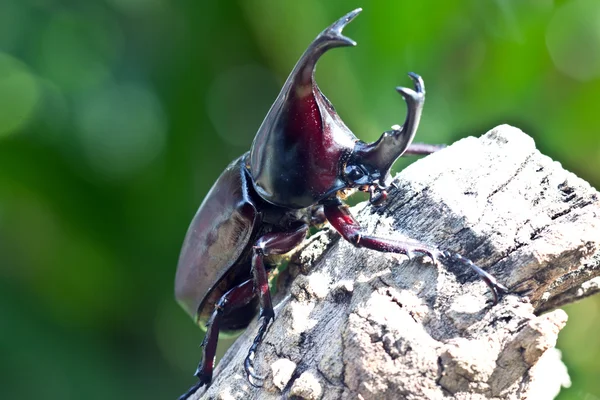 Fighting beetle (rhinoceros beetle) — Stock Photo, Image