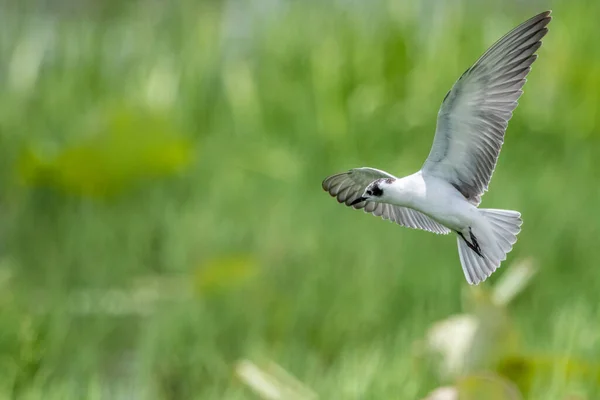 Vitvingad Black Tern Flyttningssäsongen — Stockfoto