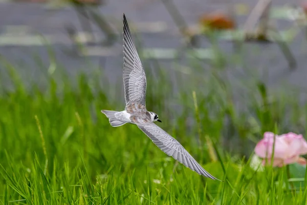 Vitvingad Black Tern Flyttningssäsongen — Stockfoto