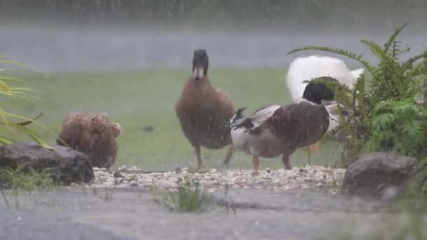 Bandada Patos Jugando Bajo Lluvia Día Lluvioso — Vídeos de Stock