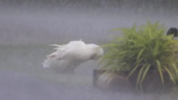 Yağmurlu Bir Günde Yağmur Altında Oynayan Ördek Sürüsü — Stok video