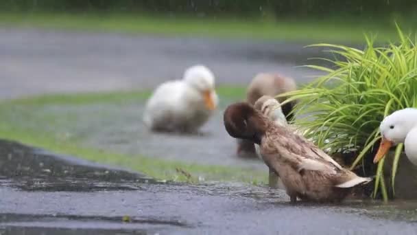 Flock Ducks Playing Rain Rainy Day — Stock Video