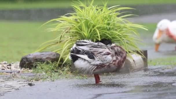 Yağmurlu Bir Günde Yağmur Altında Oynayan Ördek Sürüsü — Stok video